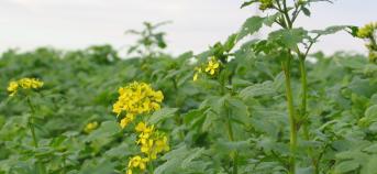 Groenbedekker winter gele mosterd