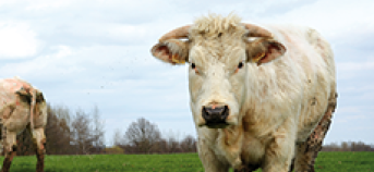 Foto koe op gras