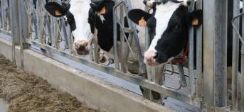 Foto koeien in stal met eetbak