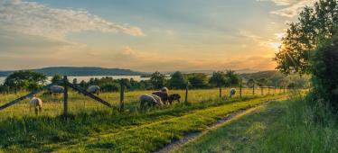 Landschap met koeien bij zonsondergang