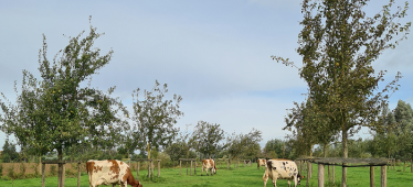 Agroforestry: Bomen in de weide bieden onder andere schaduwplaatsen voor de runderen